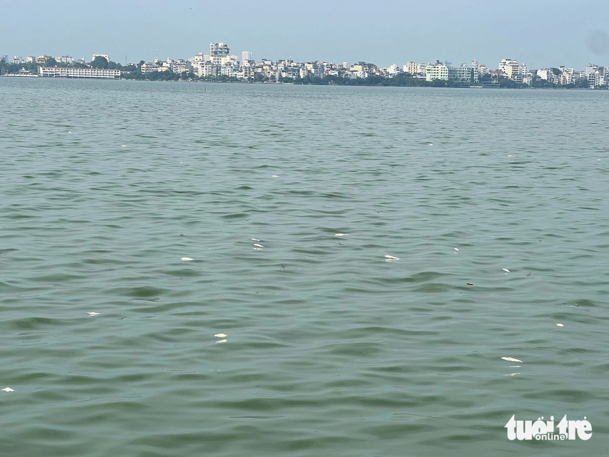 Dead fish are seen floating in West Lake in Hanoi. Photo: Pham Tuan / Tuoi Tre