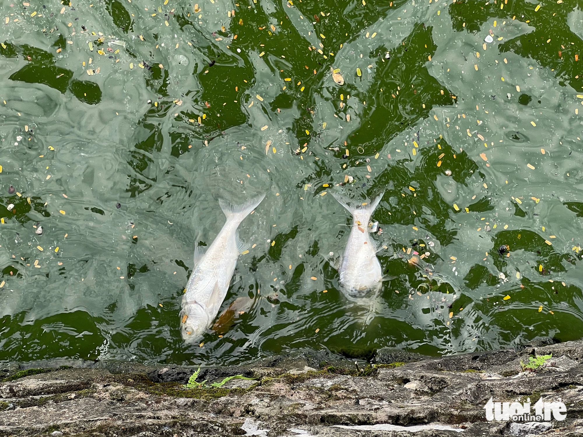 West Lake in Hanoi has reported several fish die-offs. Photo: Pham Tuan / Tuoi Tre