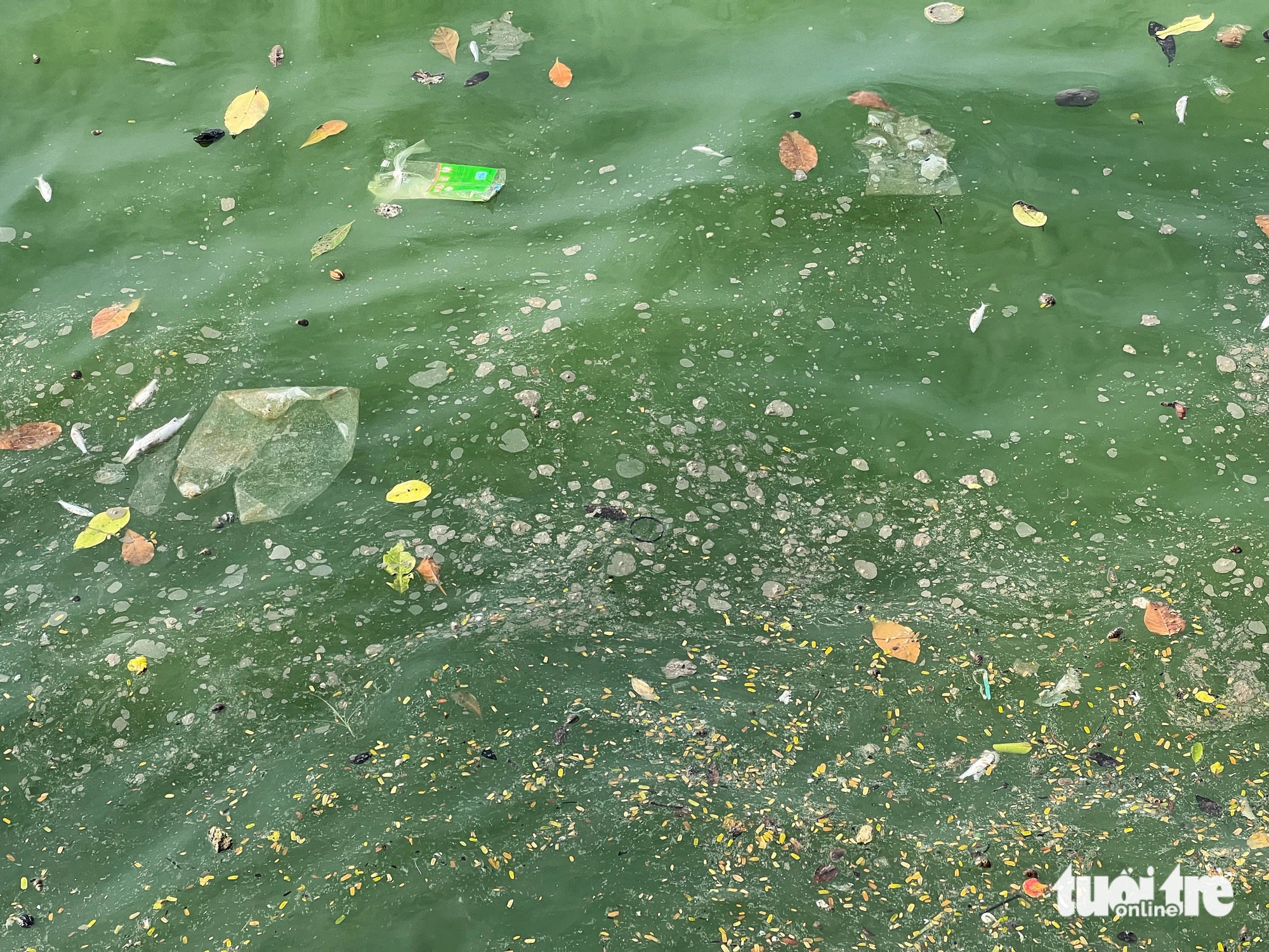 The water in West Lake in Hanoi turns dark green and is covered with scum.  Pham Tuan / Tuoi Tre