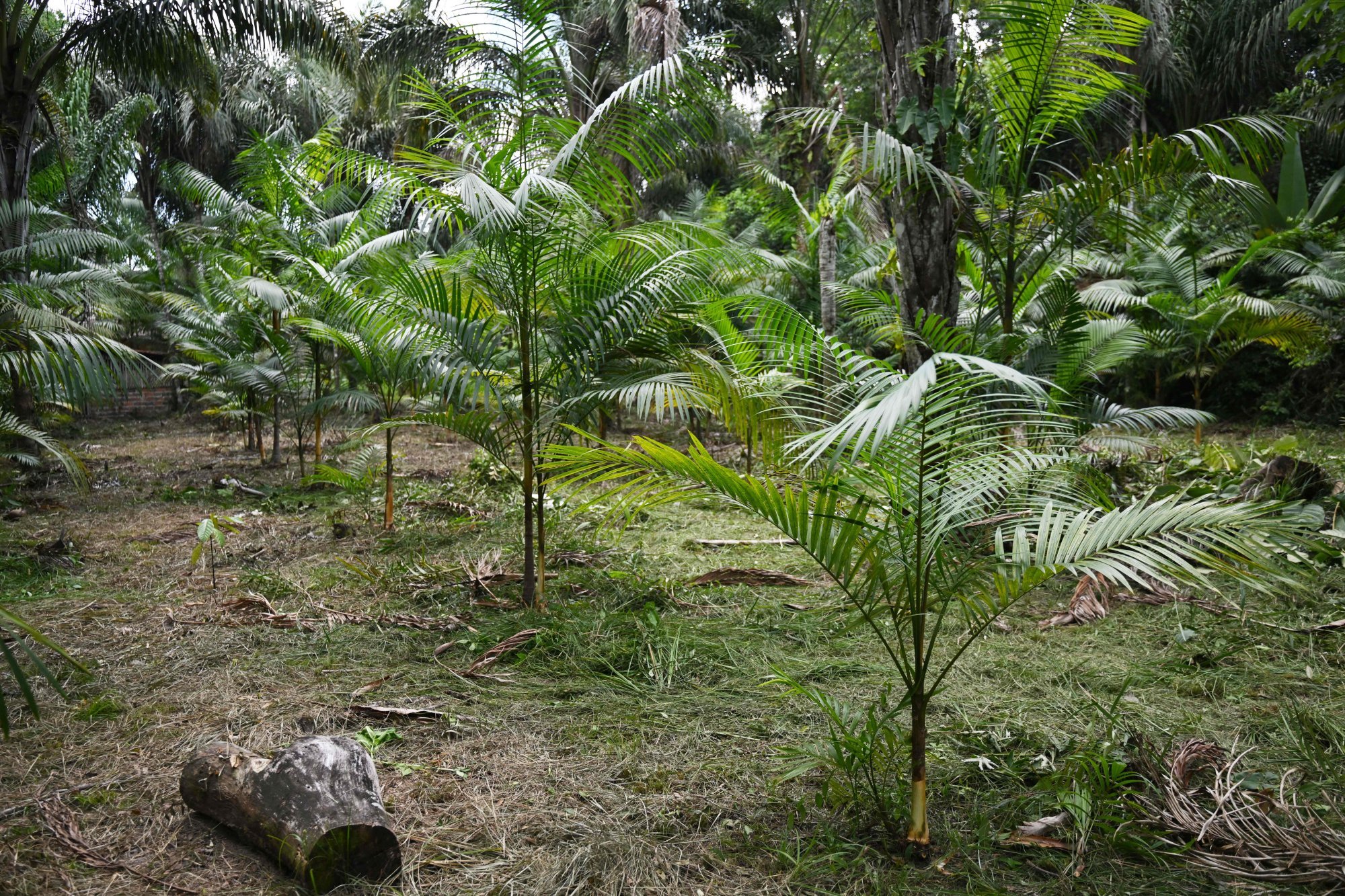 An acai palm tree plantation in Abaetetuba, Para State, in the Brazilian Amazon forest. Photo: AFP