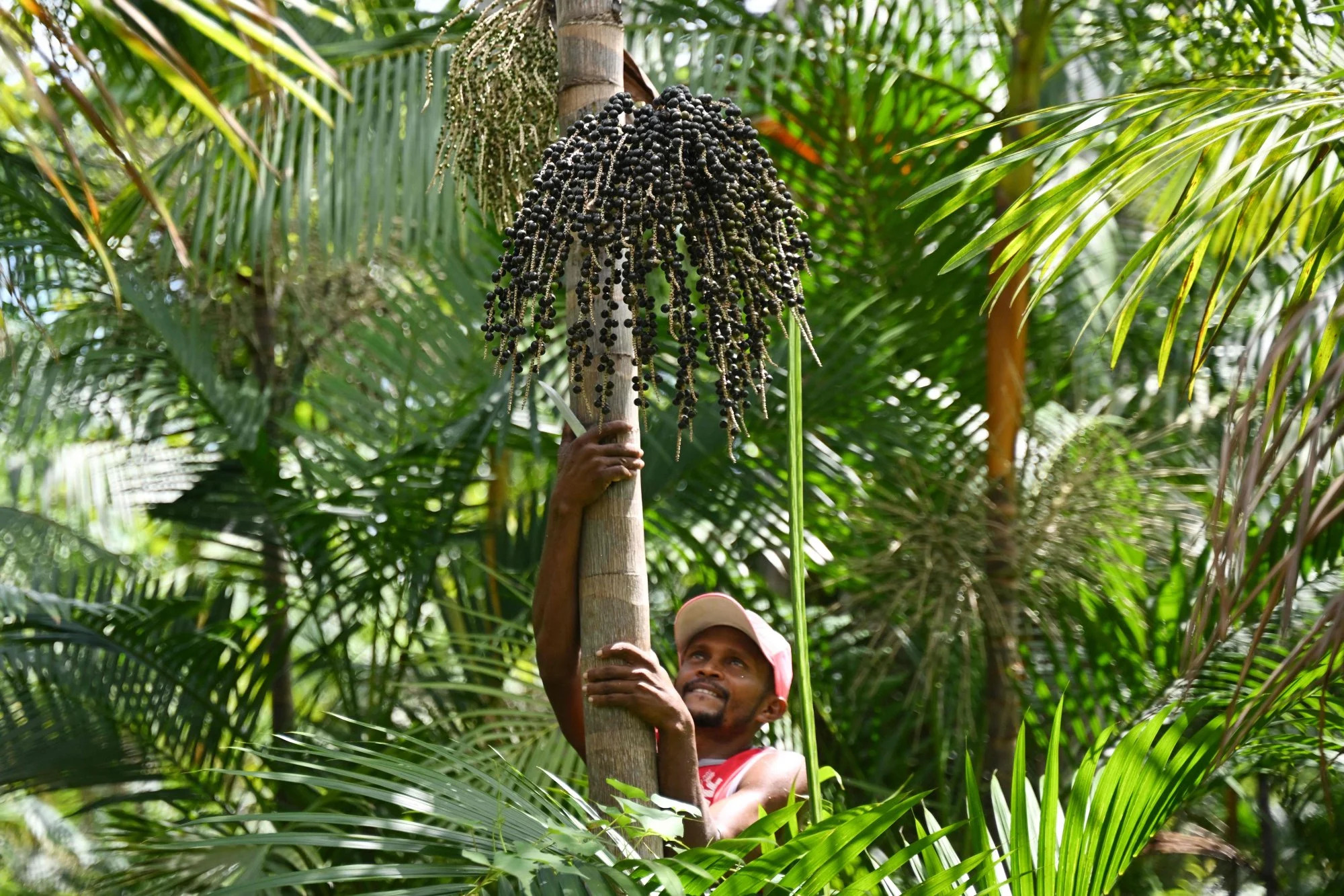 Farmer Jose Santos Diogo climbs an acai palm tree to pull out its fruit bunches to harvest berries at his plantation in Abaetetuba, Para State, in the Brazilian Amazon forest, on August 4. Photo: AFP