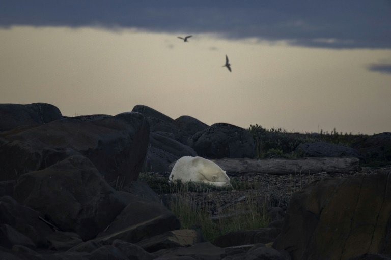 A polar bear sleeps at the end of the night along the shoreline of the Hudson Bay near Churchill, Canada. Photo: AFP