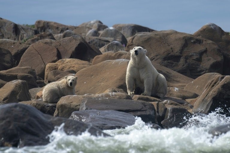Although polar bears have had endangered species protections since 2008, a long-standing legal opinion prevents climate considerations from affecting decisions on whether to grant permits to new fossil fuel projects. Photo: AFP