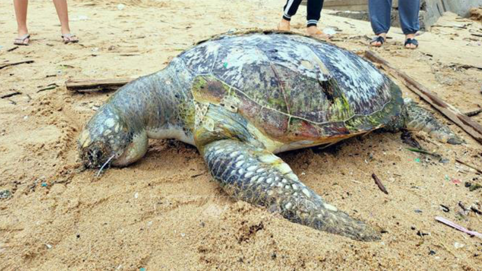 Rare turtle found dead on beach in southern Vietnam | Tuoi Tre News