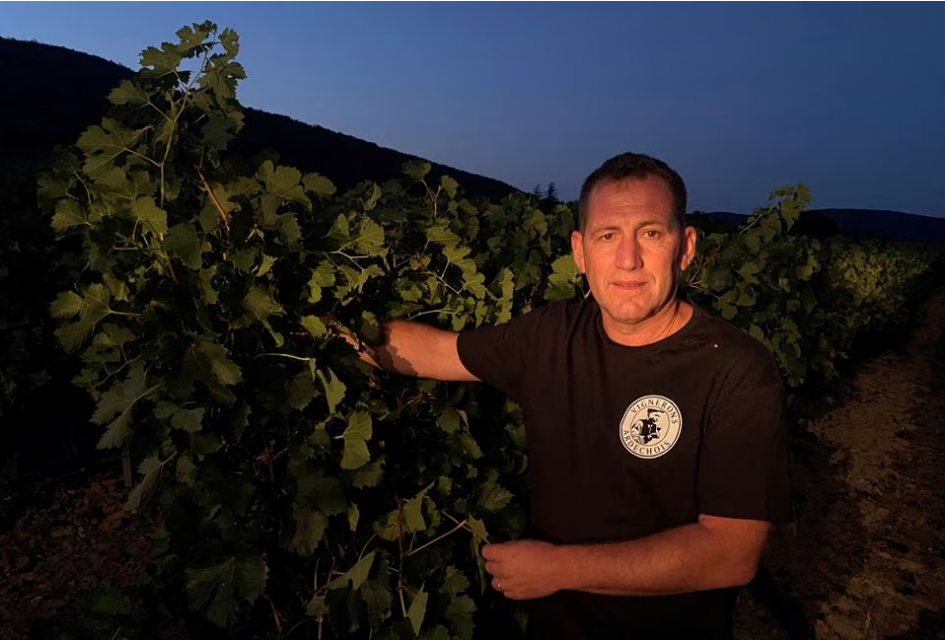 Jerome Volle, President of wine making cooperative 'Cave Cooperative Viticole', poses in a vineyard during a night harvest in Valvigneres in the Ardeche department, France, August 23, 2023. Photo: Reuters