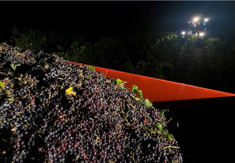 Red grapes are seen in a truck as a machine harvesting grapes drives through a vineyard during a night harvest in Valvigneres in the Ardeche department, France, August 23, 2023. Photo: Reuters