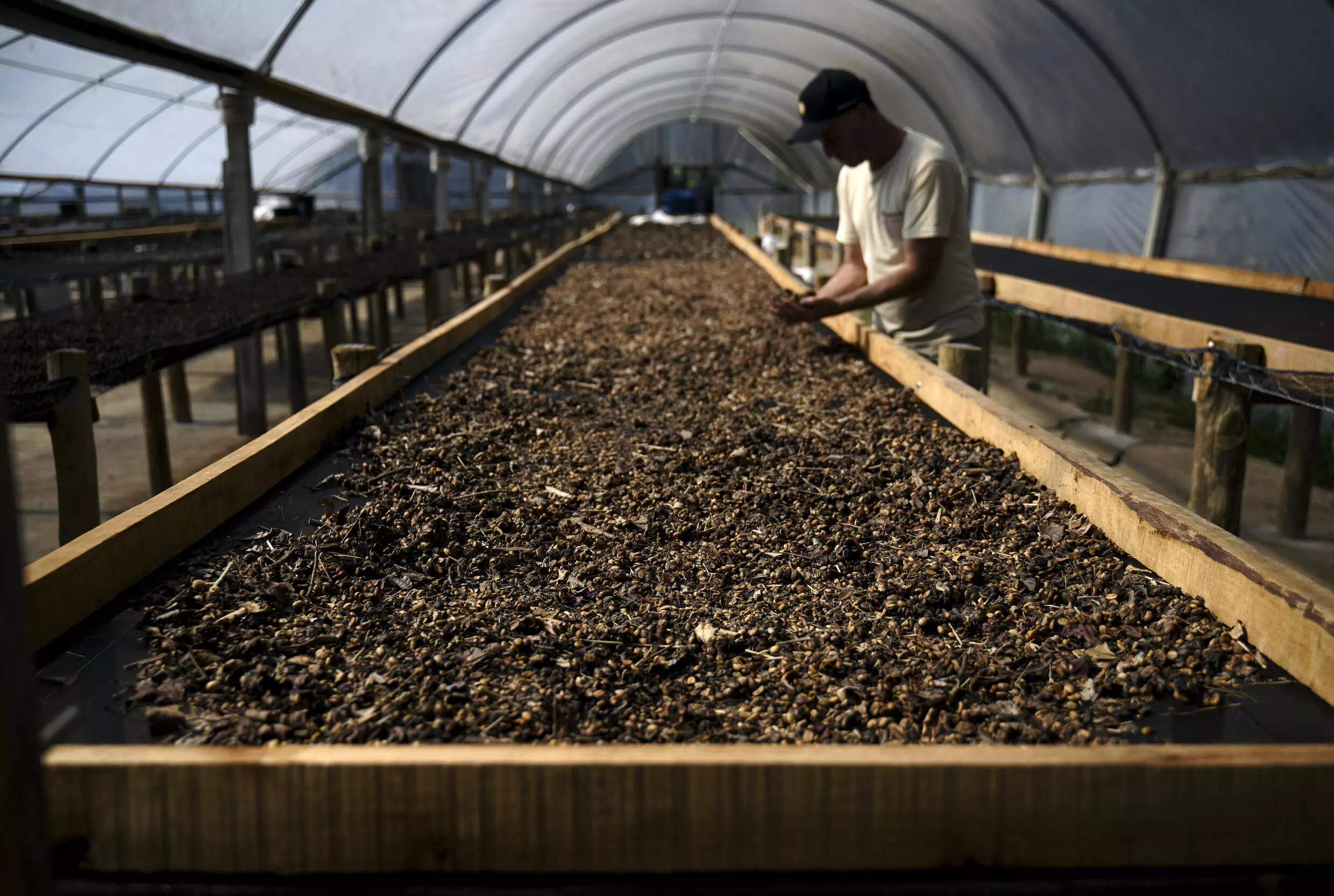 Rogerio Lemke, a supervisor at the Camocim coffee plantation, inspects dried droppings from the jacu bird containing coffee beans in Domingos Martins, Espírito Santo state, Brazil. Photo: AFP