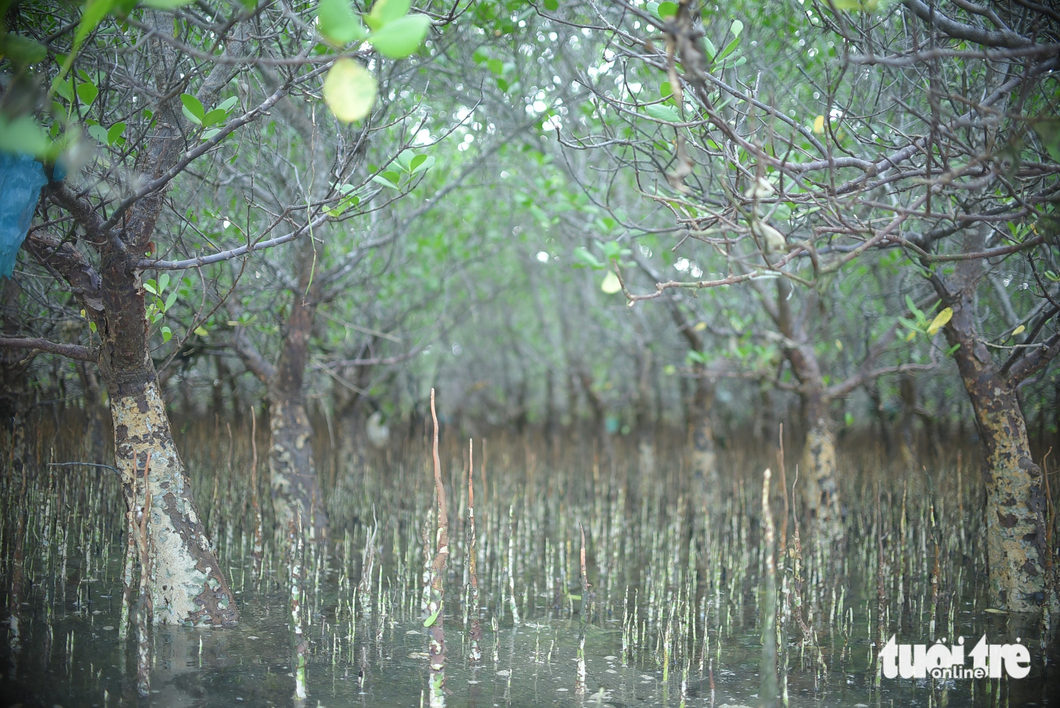 Young trees stretch out across the surface of the Lagoon - Photo: Lam Thien / Tuoi Tre