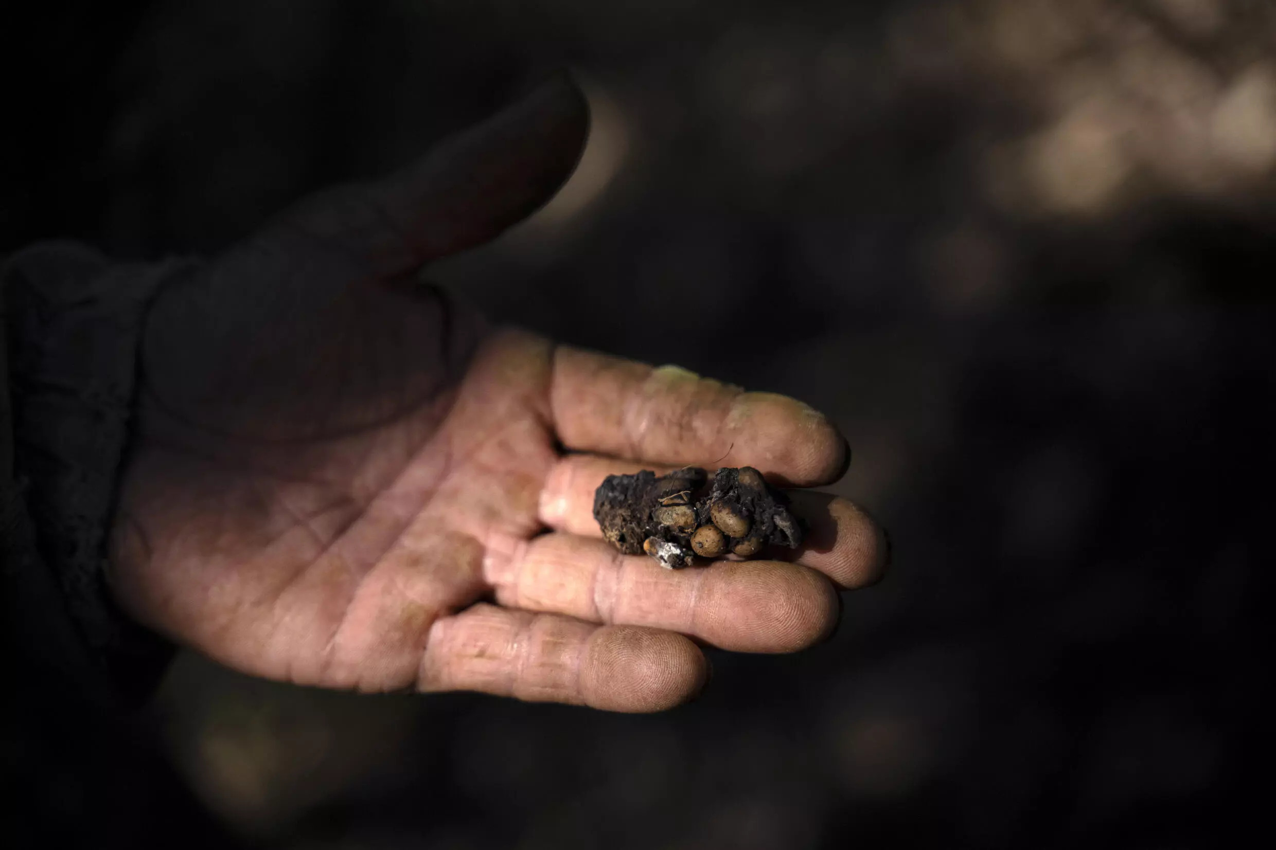 Jacu coffee can sell in Brazil for 1,118 reais per kilogram (or around $100 a pound) -- a price that can rise significantly upon export. Photo: AFP