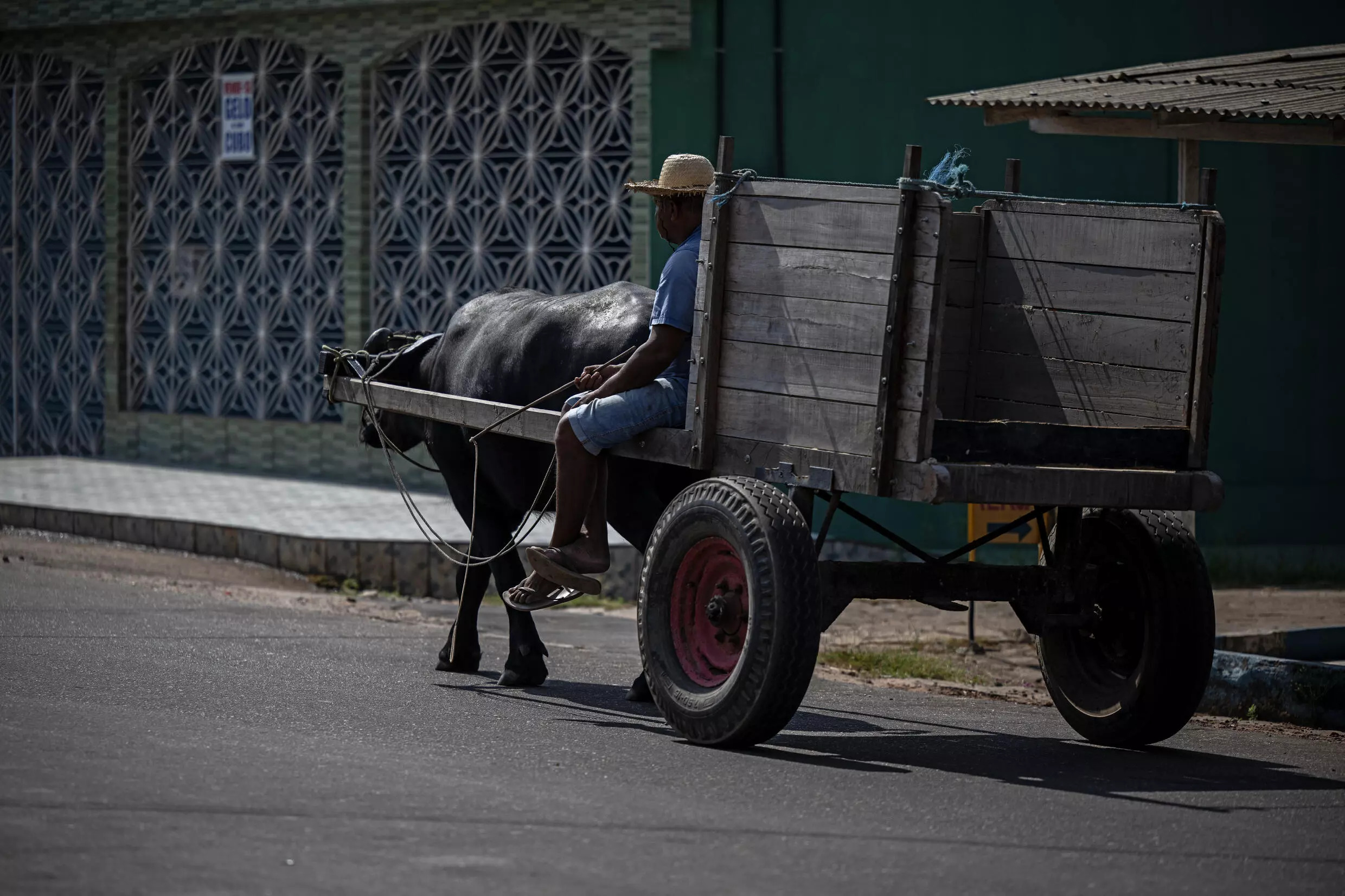 Buffalo are used to drag carriages in the town of Soure. Photo: AFP