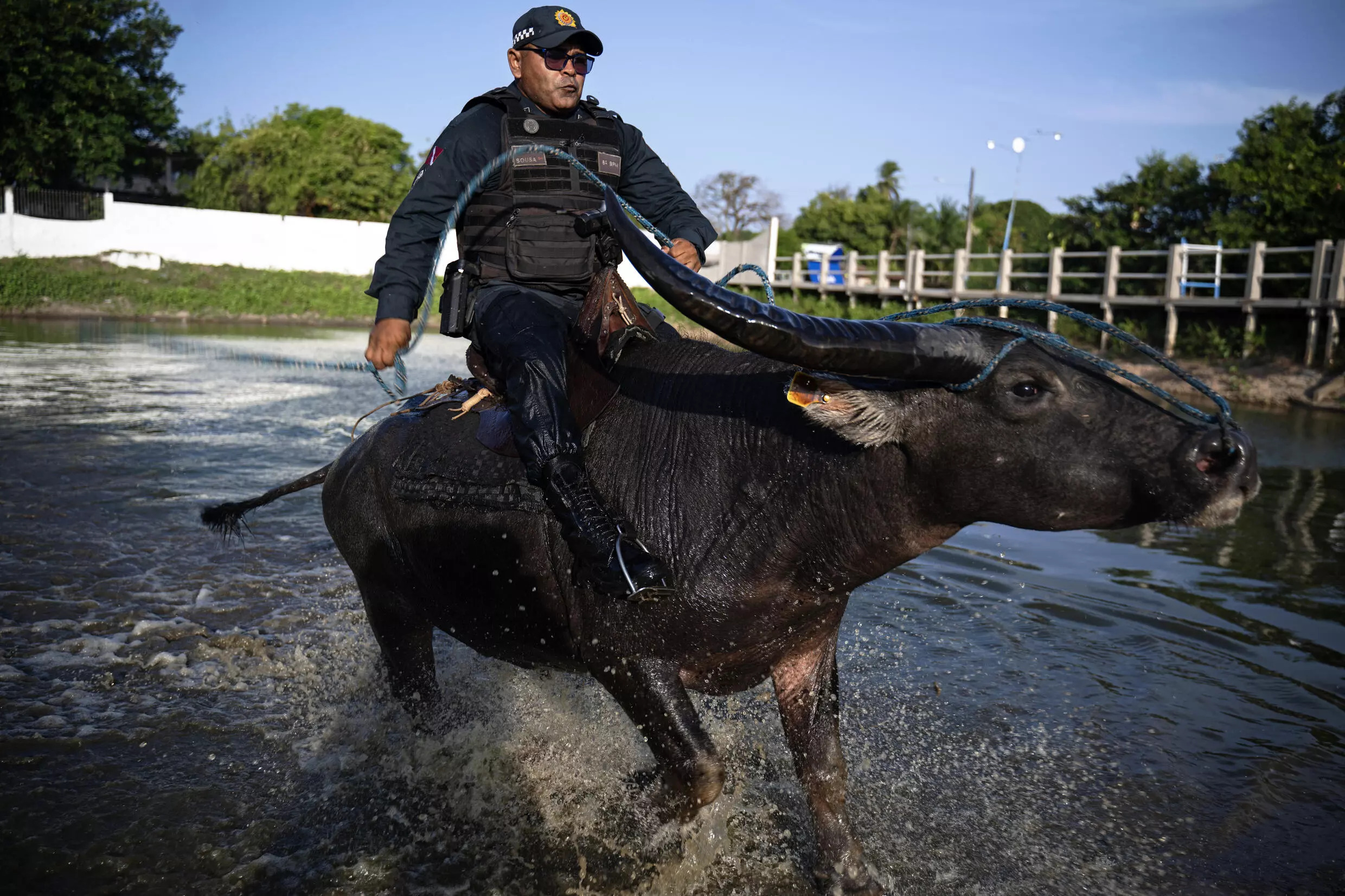 Military police in Soure use buffalo for patrols. Photo: AFP