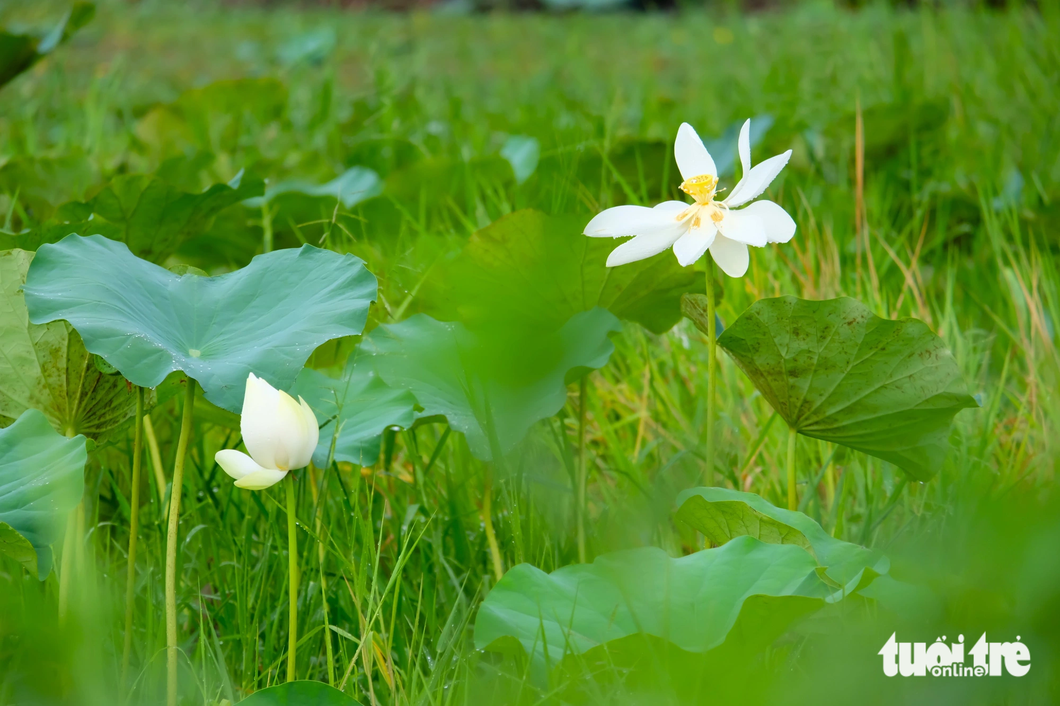 Binh Chanh District authorities expect lotus fields along Nguyen Van Linh Boulevard will create a picturesque landscape for people to visit and take photos.