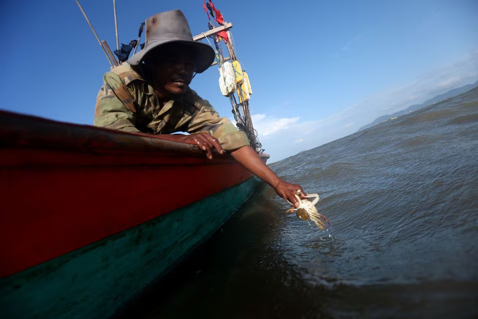 Fisherman Ung Bun, 39, releases female crabs with eggs back to sea as part of the government campaign to save the declining crabs in Angkoal village at the coast of Cambodia's southern Kep province, August 18, 2023. Photo: Reuters