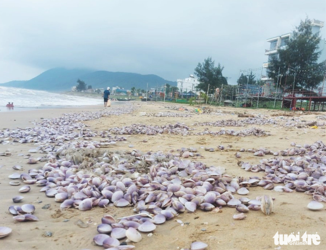 Clams flood beach in north-central Vietnam