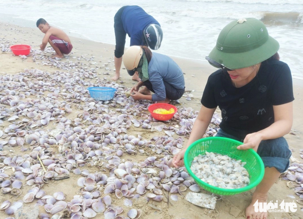 Locals collect purple clams washed ashore in Cam Nhuong Commune, Cam Xuyen District under Ha Tinh Province, northern Vietnam. Photo: TTO