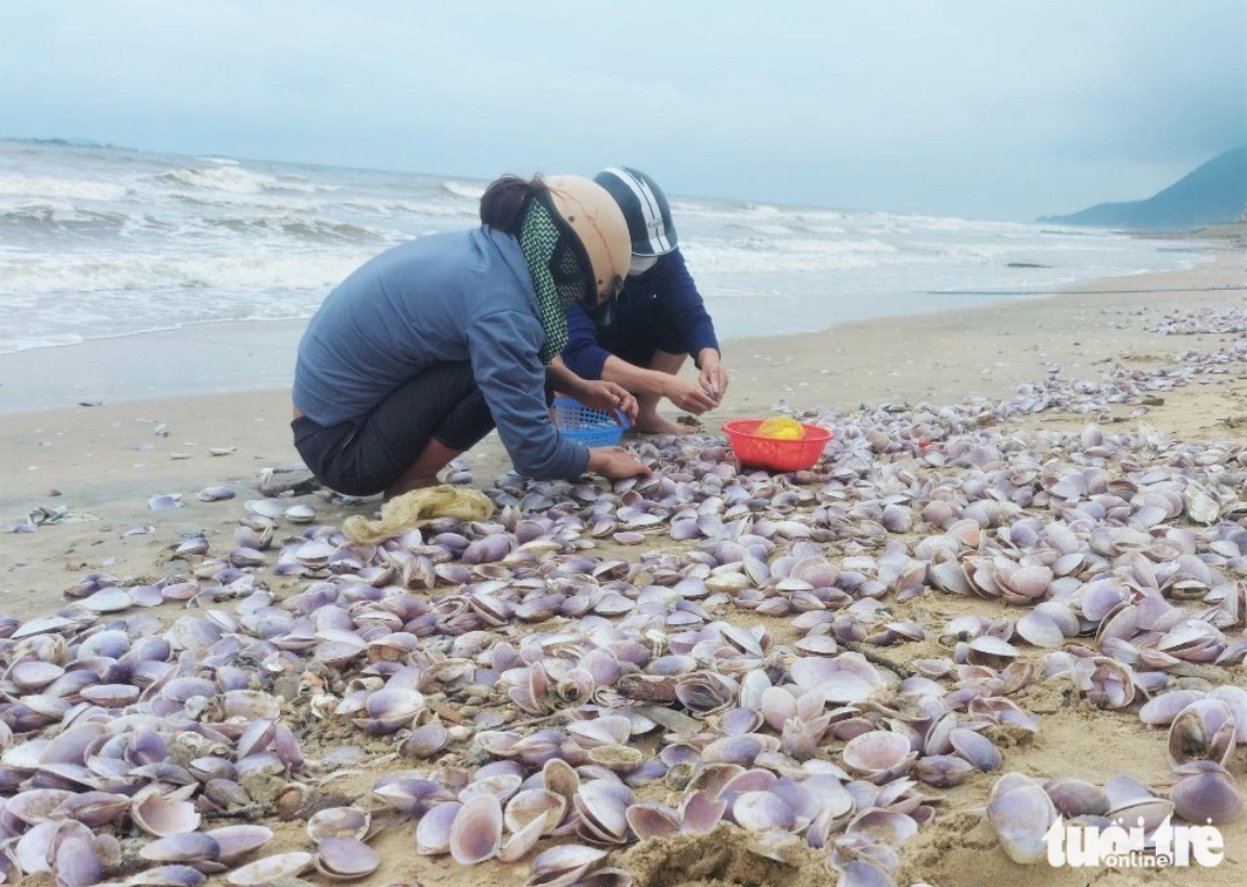 Strong waves carry purple clams onto a beach in Cam Nhuong Commune, Cam Xuyen District under Ha Tinh Province, northern Vietnam. Photo: TTO
