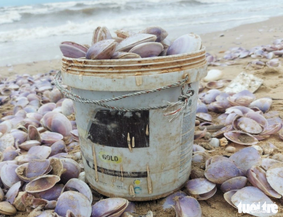 A bucket is full of purple clams. Photo: TTO