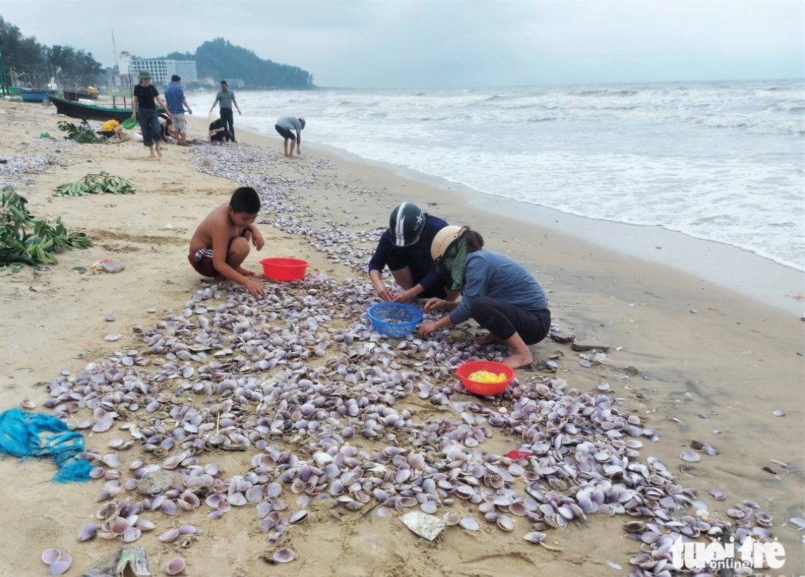 A strip of purple clams on a beach in Cam Nhuong Commune, Cam Xuyen District under Ha Tinh Province, northern Vietnam. Photo: TTO