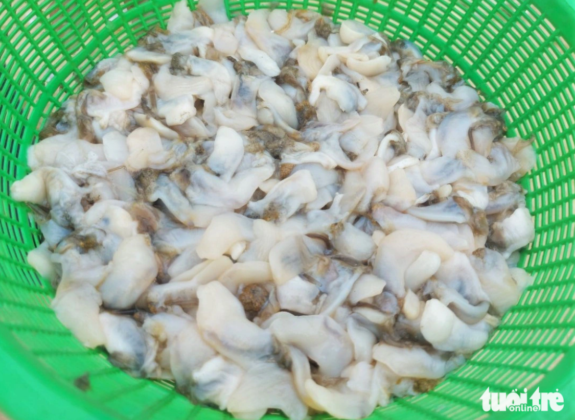 Flesh of purple clams collected. Photo: TTO