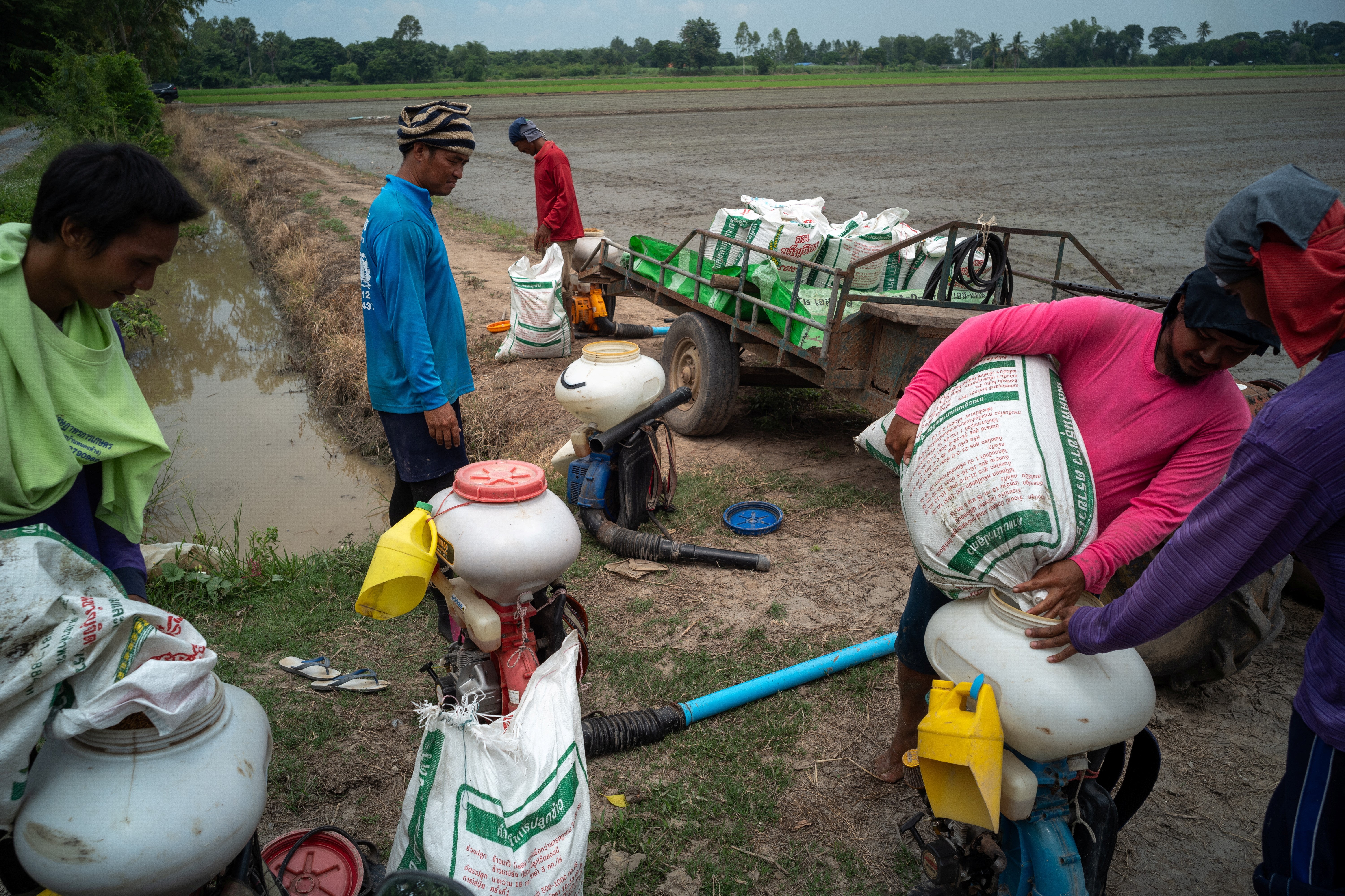 Farmers prepare for paddy seeding in a rice field in Chainat province, Thailand, August 31, 2023. Photo: Reuters