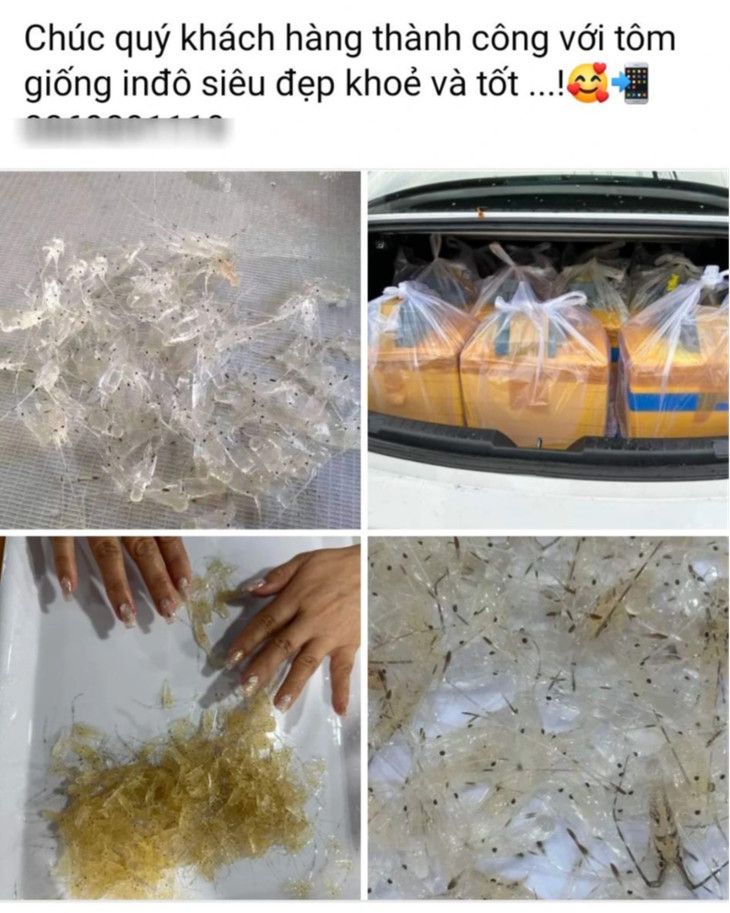 Screenshot of posts selling foreign lobster larvae at cheap prices all over the social network.