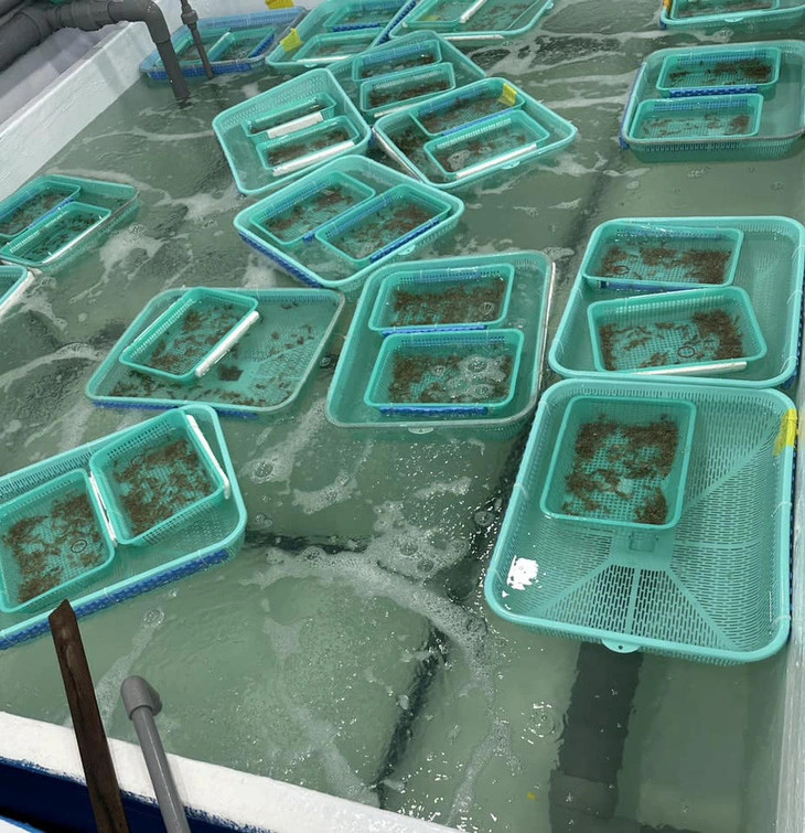 The photo shows lobster larvae being raised in tanks. Photo: Thanh Chuong / Tuoi Tre