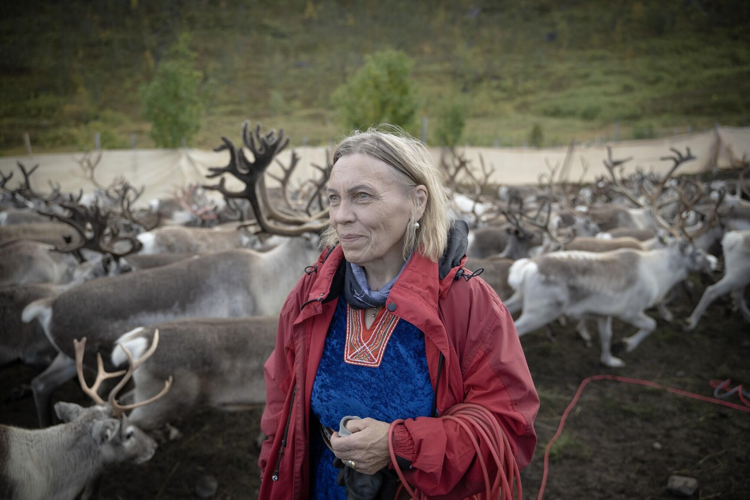 The animals are bred by the indigenous Sami reindeer herders that span northern Europe. Photo: AFP