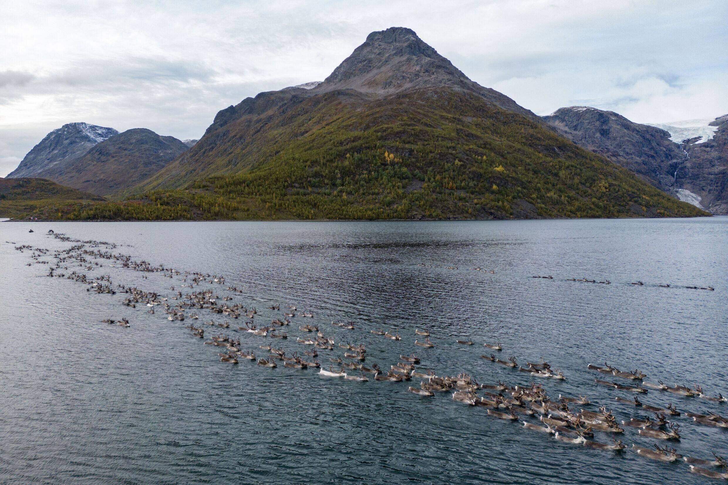 Hundreds of the animals launched into the water and projected themselves across in lines. Photo: AFP