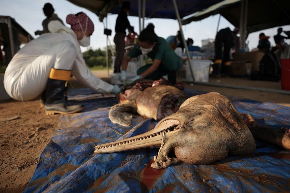 Researchers from the Mamiraua Institute for Sustainable Development analyze a dead dolphin at the Tefe lake effluent of the Solimoes river that has been affected by the high temperatures and drought in Tefe, Amazonas state, Brazil, October 1, 2023. Photo: Reuters