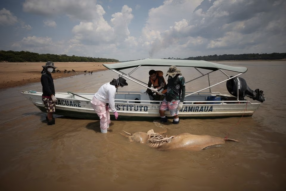 Researchers of the Mamiraua Institute for Sustainable Development retrieve a dead dolphin at the Tefe lake effluent of the Solimoes river that has been affected by the high temperatures and drought in Tefe, Amazonas state, Brazil, October 1, 2023. Photo: Reuters