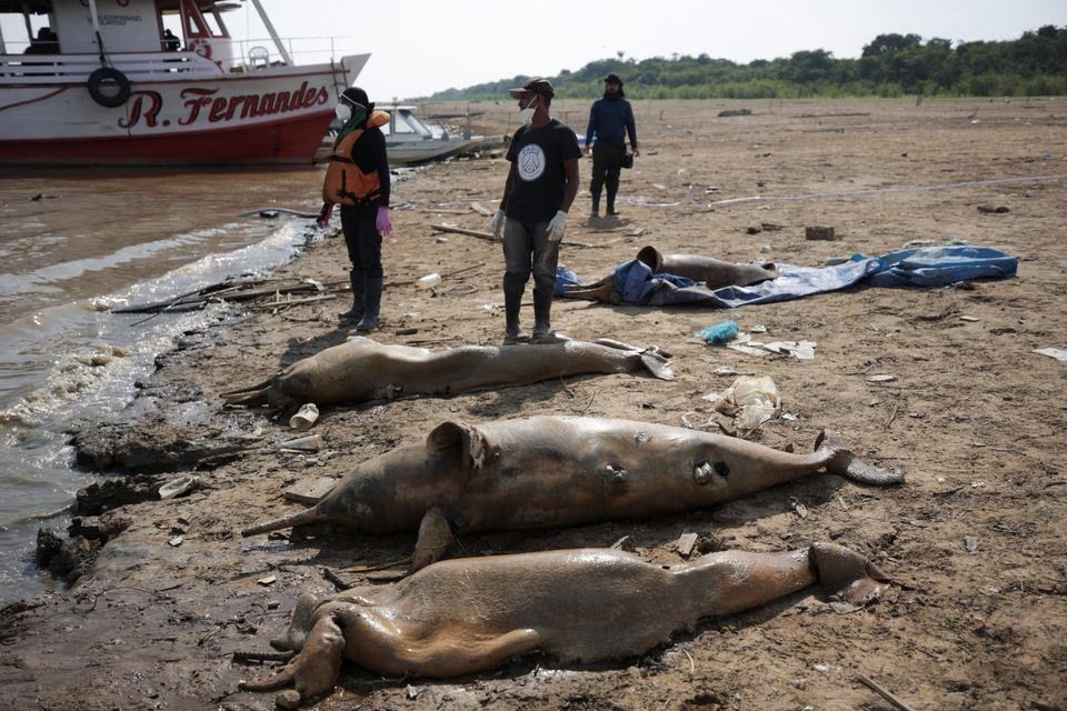 Researchers from the Mamiraua Institute for Sustainable Development retrieve dead dolphins from the Tefe lake effluent of the Solimoes river that has been affected by the high temperatures and drought in Tefe, Amazonas state, Brazil, October 2, 2023. Photo: Reuters
