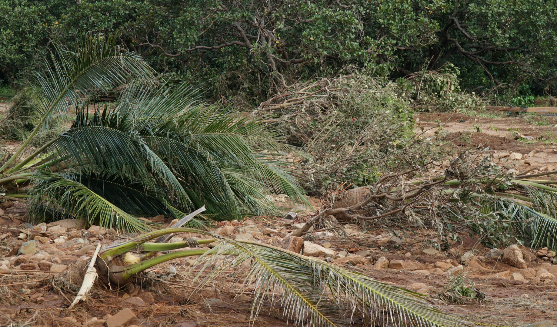 Tree branches are swept away by floodwaters in Chu Prong District, Gia Lai Province, Vietnam, October 11, 2023. Photo: Huynh Cong Dong / Tuoi Tre