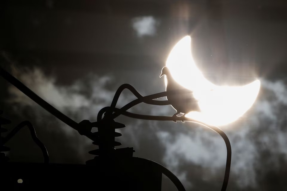 A dove stands in an electric power pole during the annular solar eclipse in Brasilia, Brazil October 14, 2023. Photo: Reuters