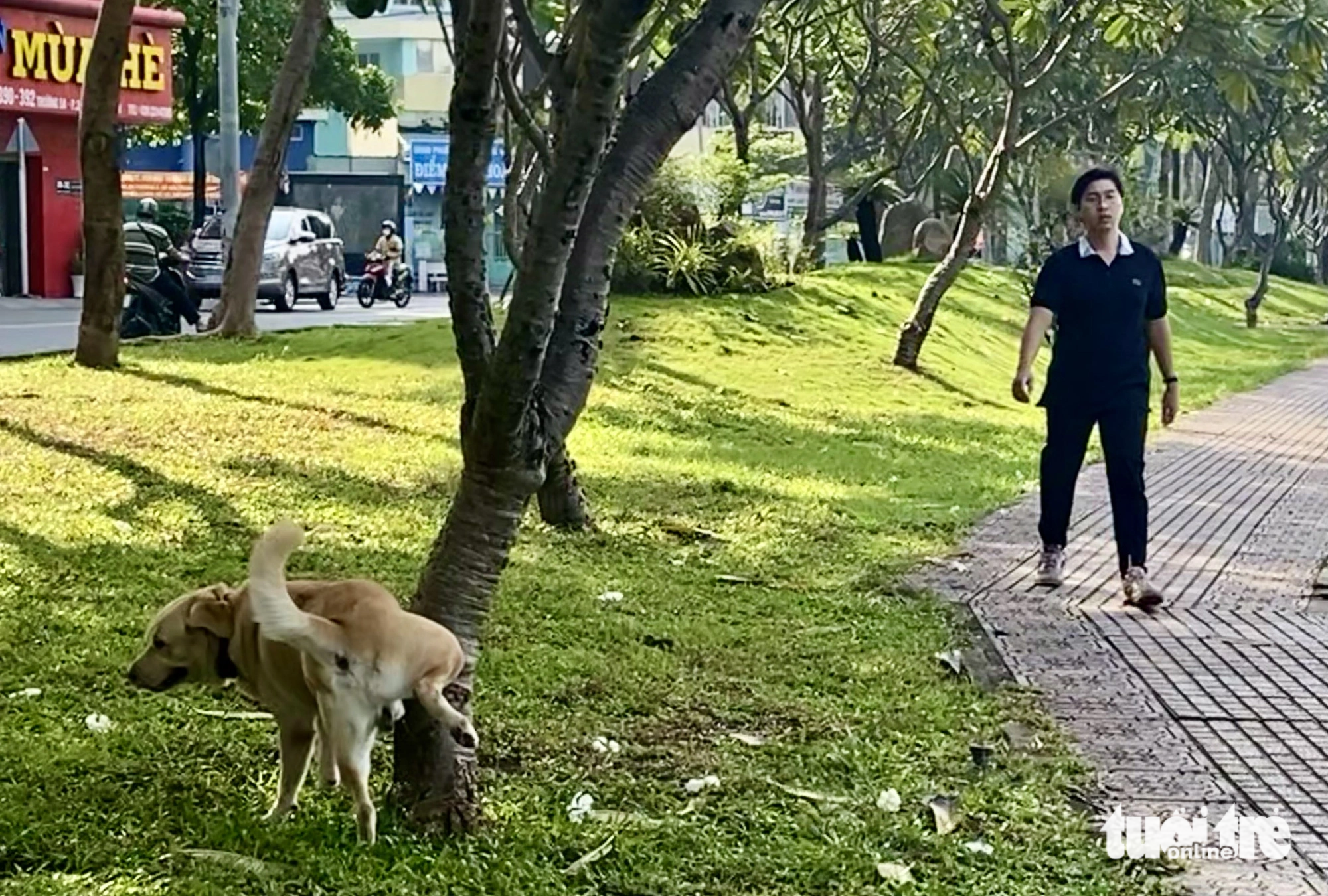 Local residents let their dogs poop on the grass near the canal. Photo: Tien Quoc / Tuoi Tre