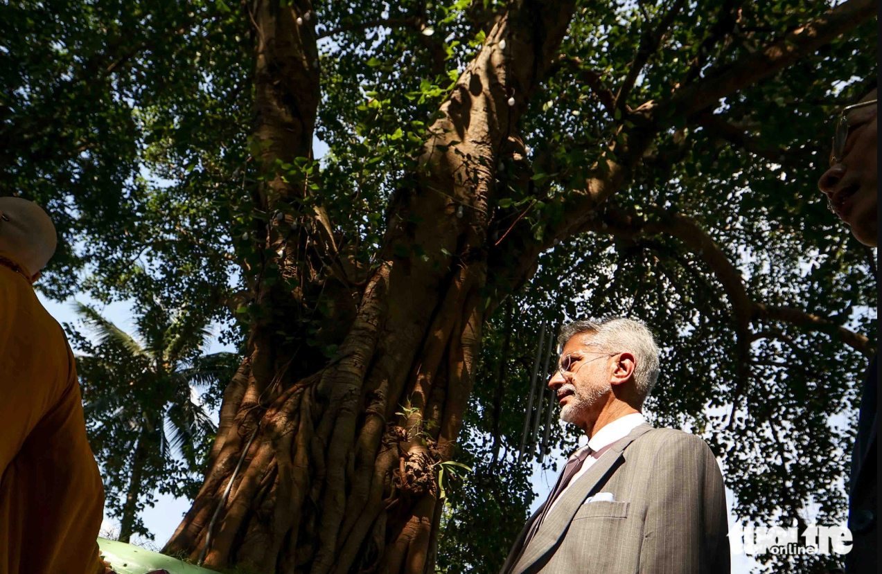 The Bodhi tree grafted from a centuries-old Bodhi tree in India. Photo: Nguyen Khanh / Tuoi Tre