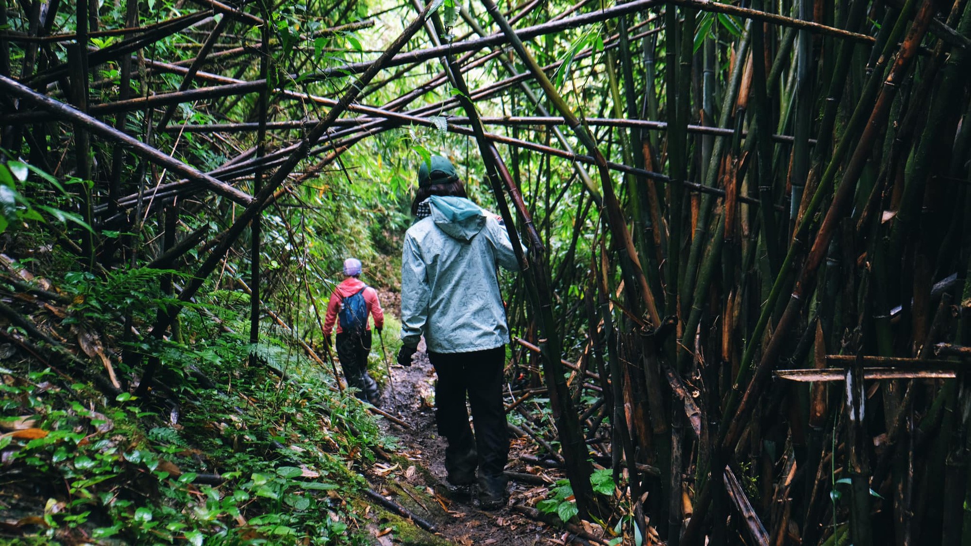 Visitors pass through the forests. Photo: Hong Quang / Tuoi Tre