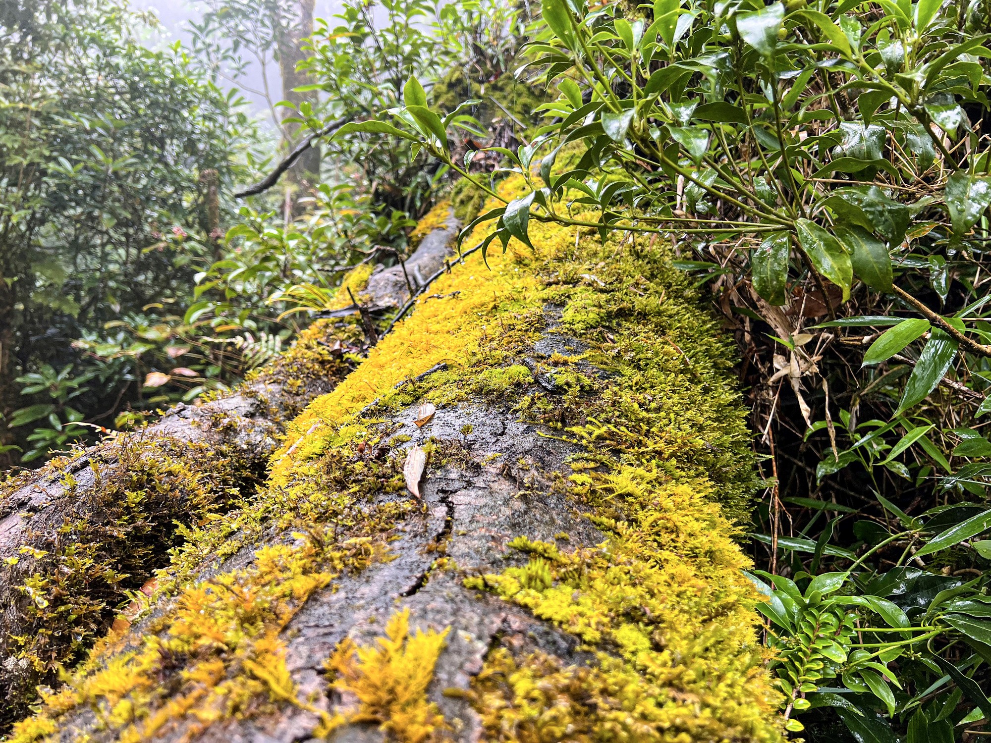 Travelers to Lung Cung Mountain often encounter animals along the route s. Photo: Hong Quang / Tuoi Tre