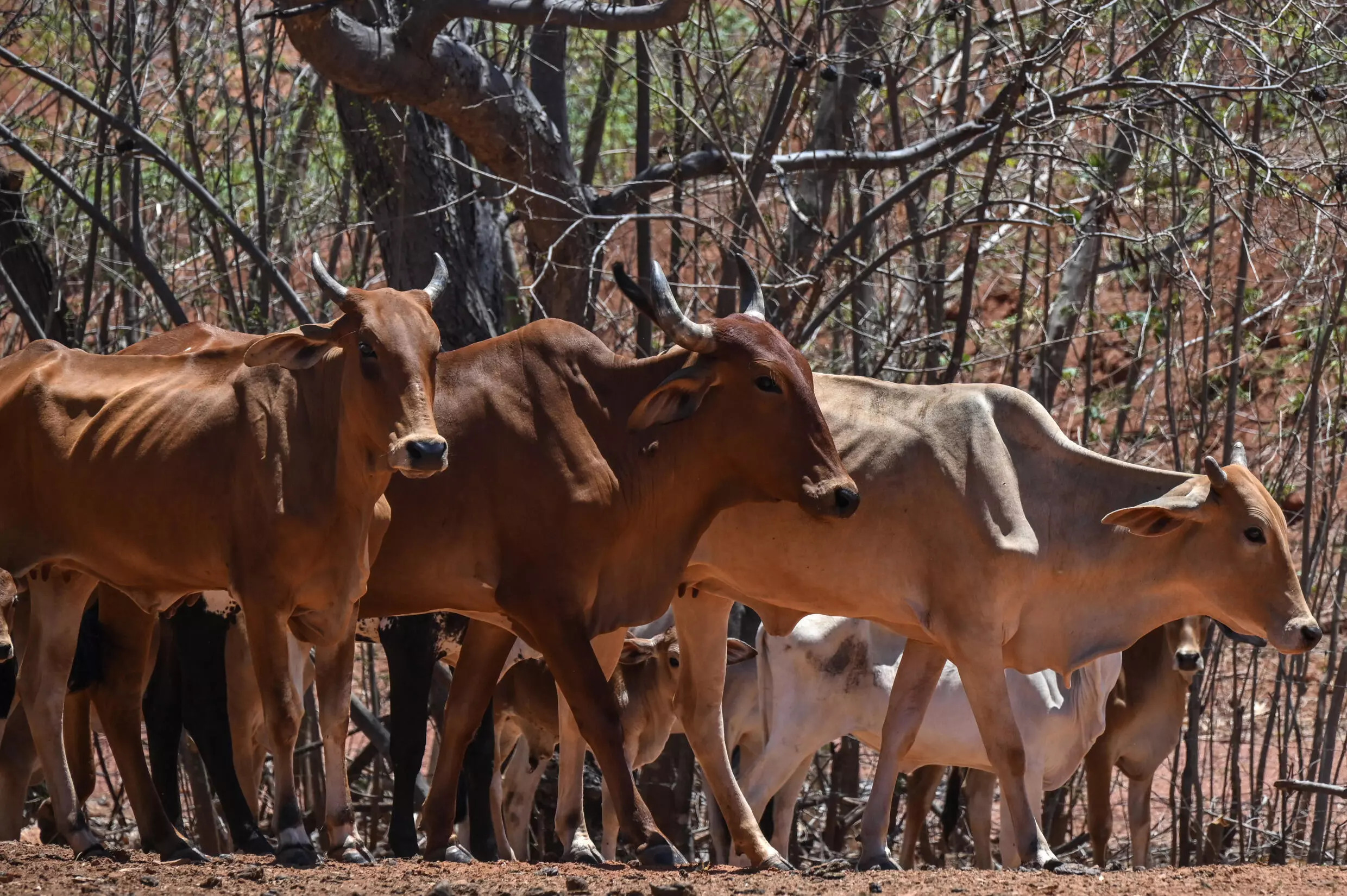 A herd of cattle is seen at a farm, in Barreiras, western Bahia state, Brazil, in the Cerrado savanna. Photo: AFP