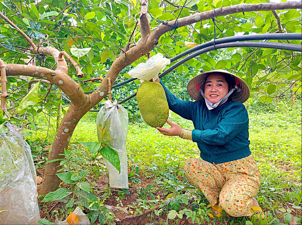 Despite the sandy soil, fruit trees on Hon Son Island in Kien Giang Province can grow well and produce juicy fruits thanks to the underground water