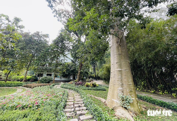 The baobab tree, a species originated from Africa, is seen at the Saigon Zoo and Botanical Garden in Ho Chi Minh City.